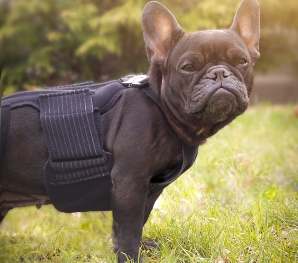 Fall into Comfort: Help Your Dog Stay Pain Free with the Haute L’il Back Bracer