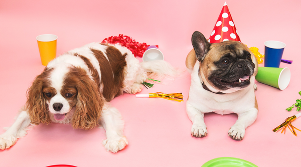 Do's and Don’ts For Feeding Your Dog Holiday Treats