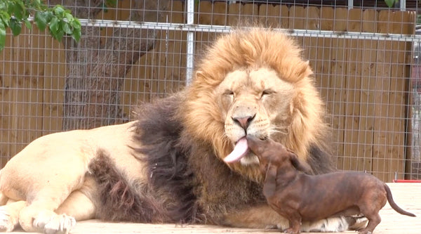 A Dachshund with the heart of a Lion!