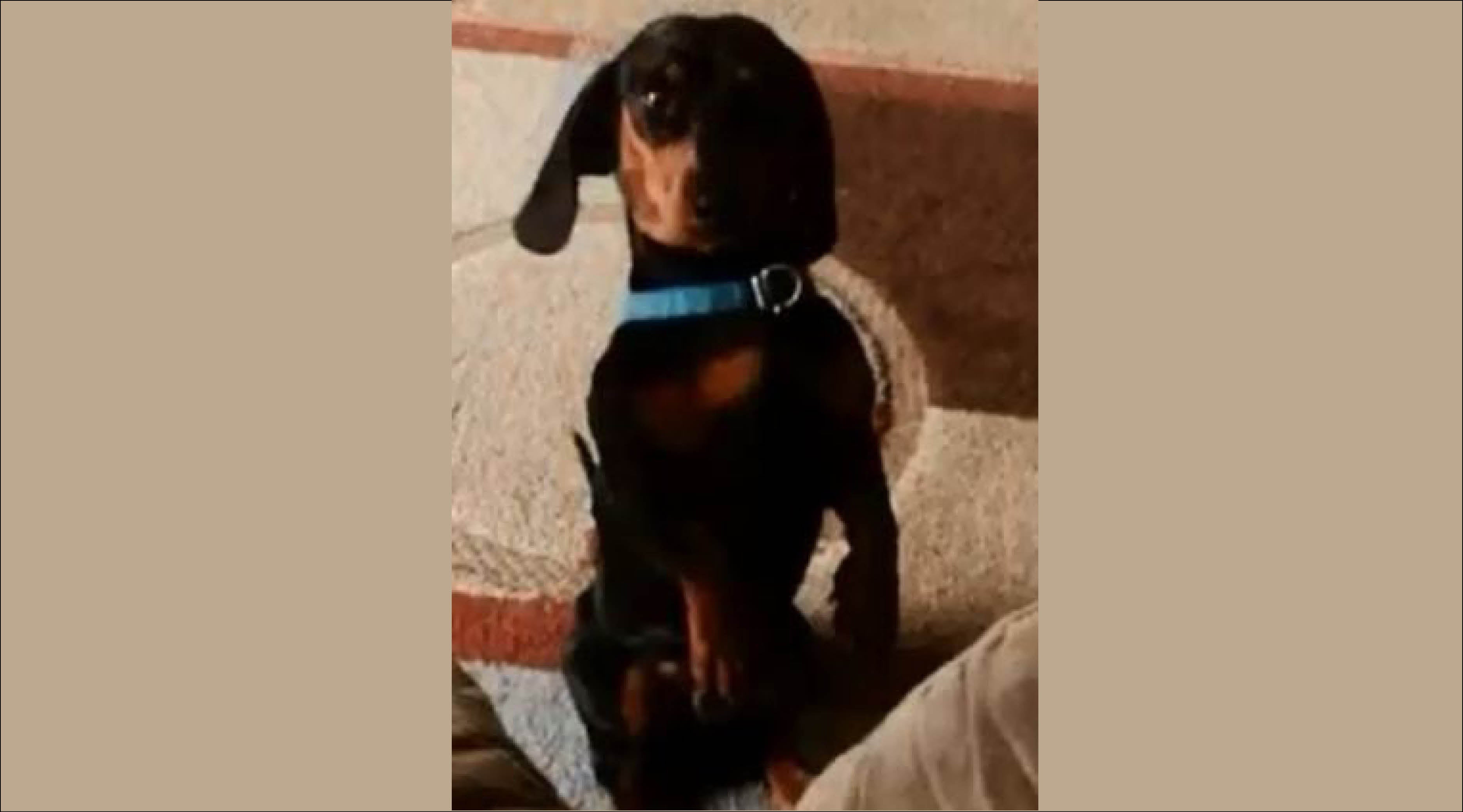 Heroic Dachshund Takes on a Bear and Two Cubs