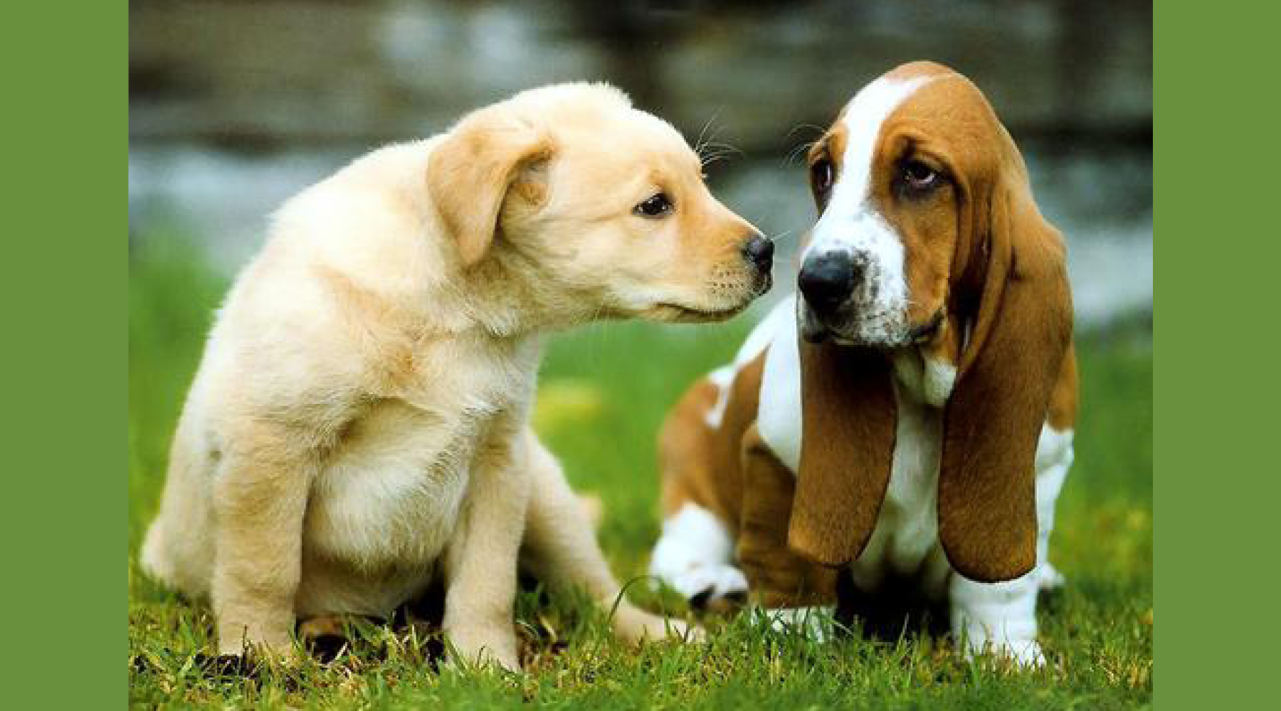 8 Questions to Ask Yourself Before Getting a Second Dog