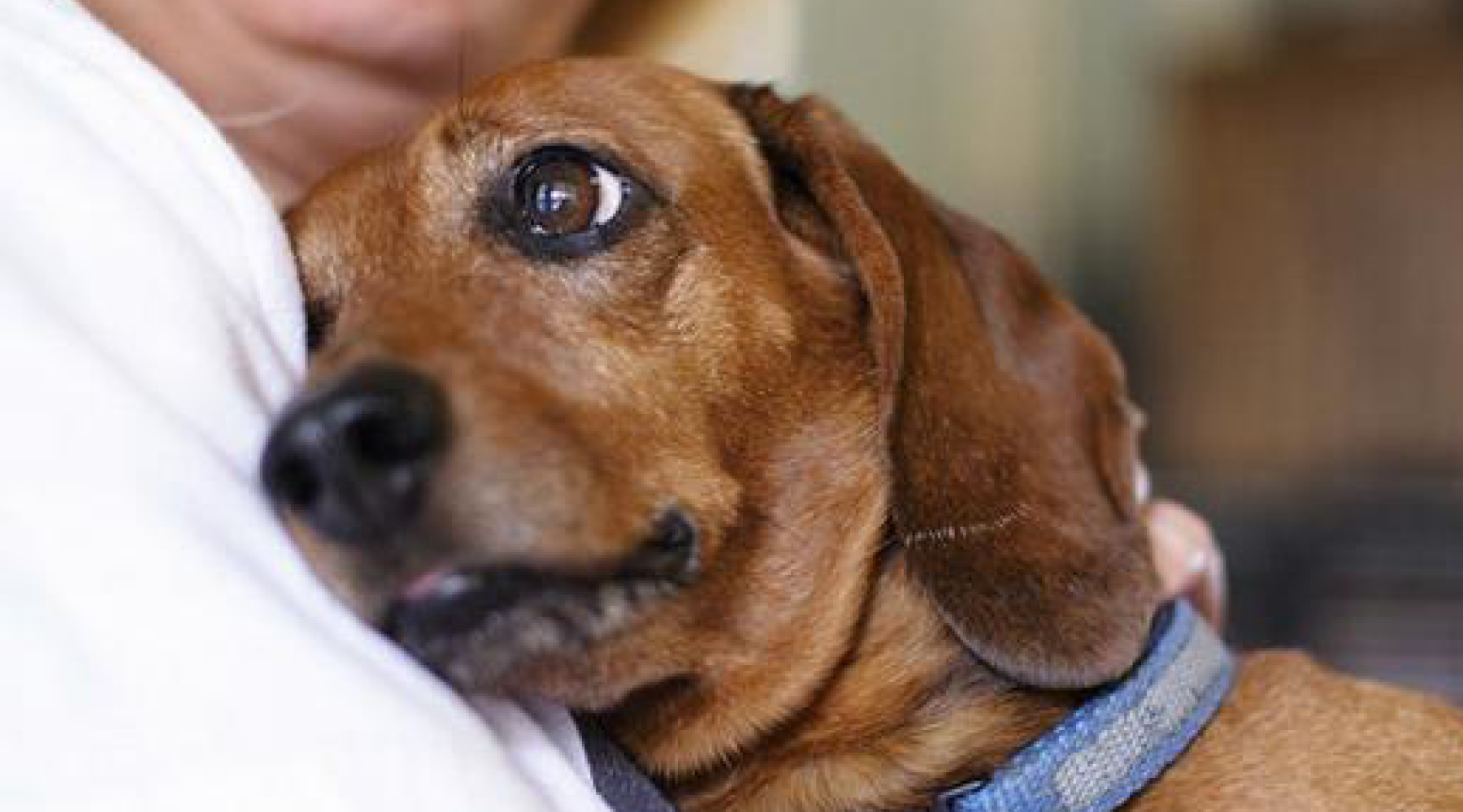 10 Reasons We Are Thankful For Dogs