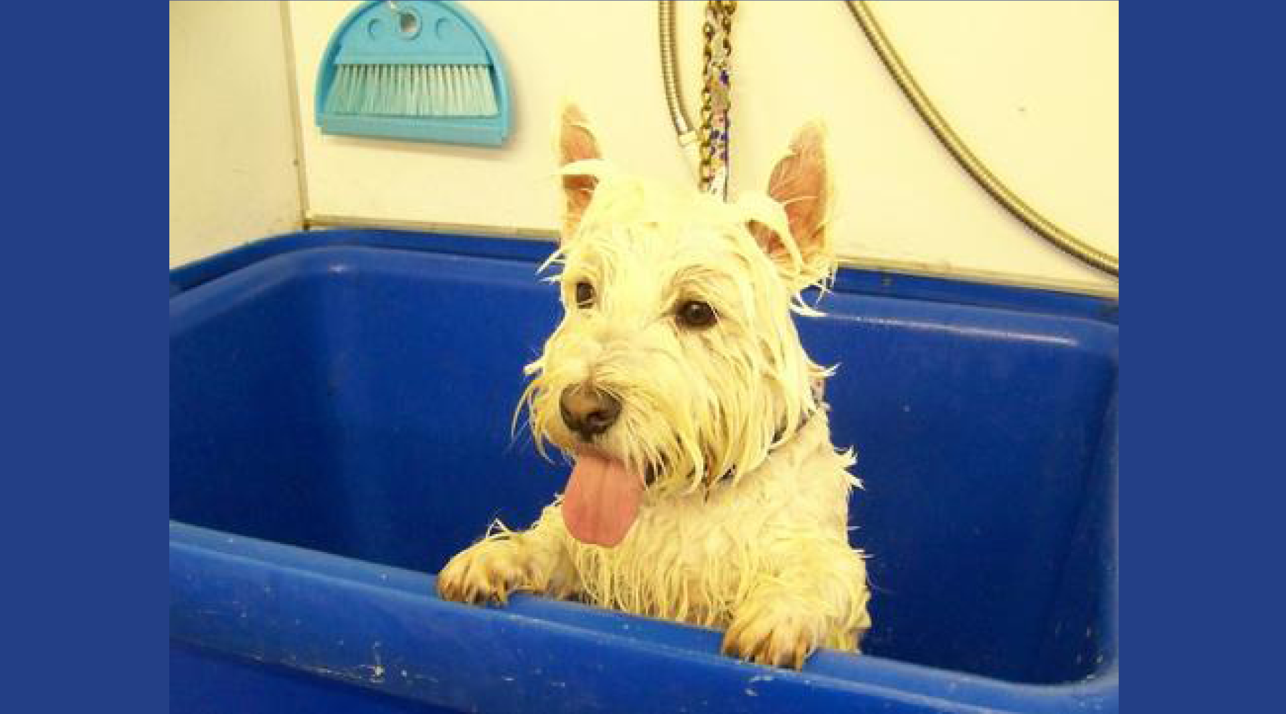 4 Winter Dog Grooming Tips